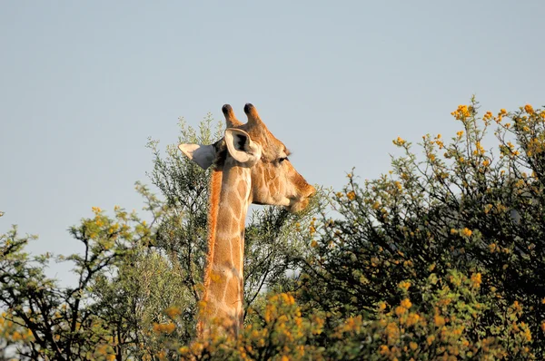 Giraffe eating — Stock Photo, Image