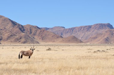 çim ve dağ peyzaj Afrika antilobu