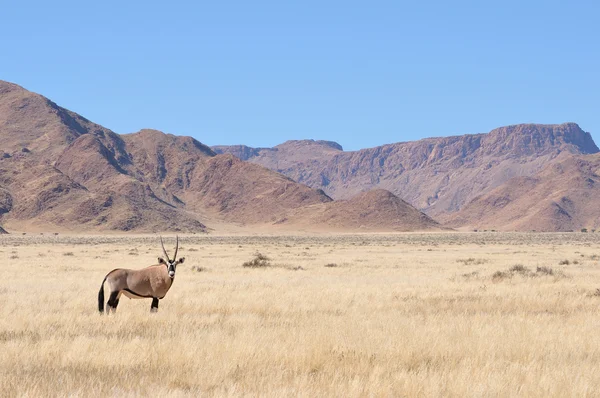 Oryx em grama e paisagem de montanha — Fotografia de Stock