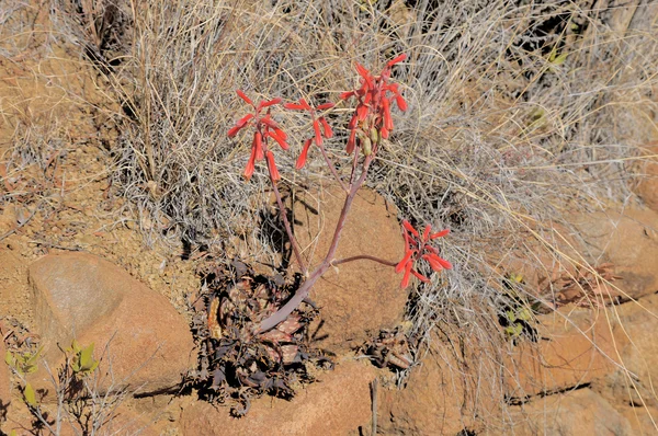 Aloe grandidentata — Stok fotoğraf