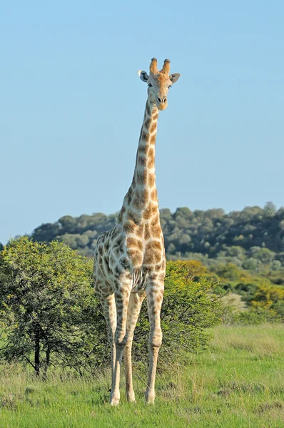 Giraffe op gebied van gras en acacia — Stockfoto