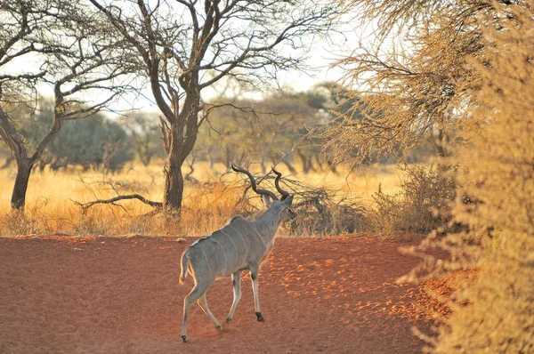 Taureau du Grand Kudu — Photo