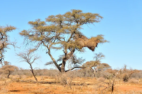 Camelthorn boom met communautaire nest — Stockfoto