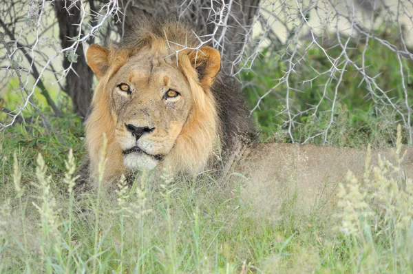 Leão macho no Kalahari — Fotografia de Stock