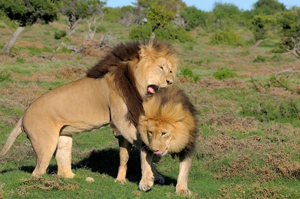 Dos leones Kalahari jugando en el Parque Nacional Elefante Addo —  Fotos de Stock