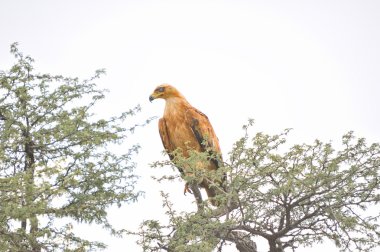 Tawny Eagle