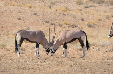 oryx mücadele