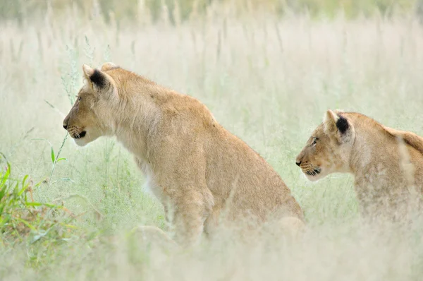 Filhotes de leão no Kalahari — Fotografia de Stock