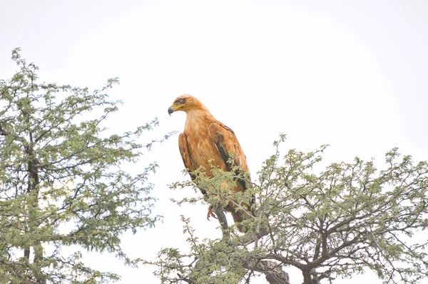 Tawny Eagle — Stock Photo, Image