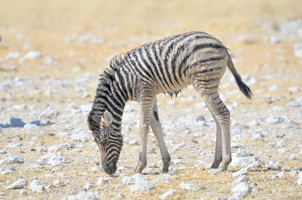 Wet Zebra foal — Stock Photo, Image