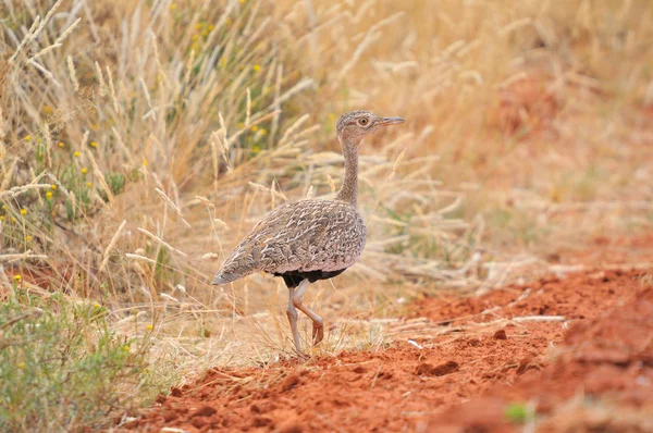 Female Red-crested Korhaan or Red-crested Bustard — Stock Photo, Image