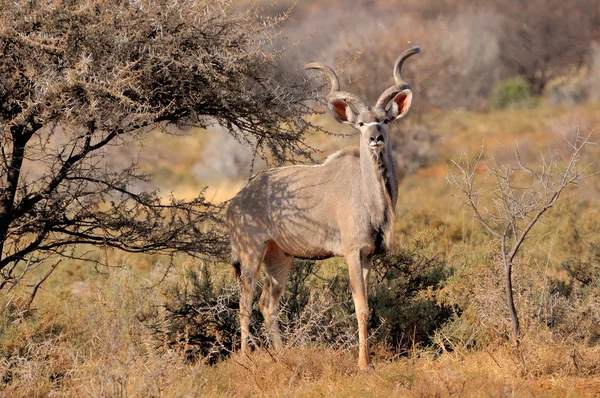 Taureau du Grand Kudu — Photo