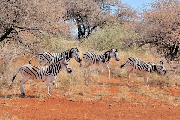 Zebra 's — Stockfoto