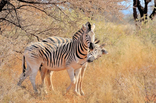 Zebre che giocano — Foto Stock