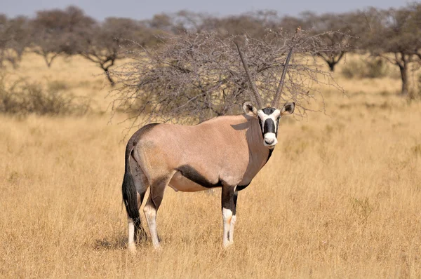 Oryx (Oryks południowy) — Zdjęcie stockowe