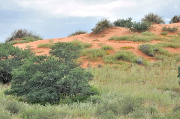 Kgalagadi duinlandschap — Stockfoto