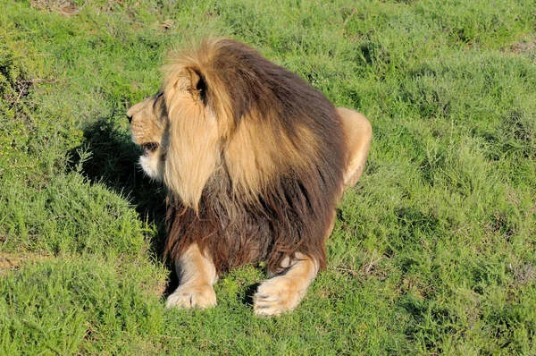 Leão de Kalahari mostrando crina — Fotografia de Stock