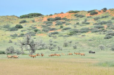 Kırmızı hartebeest sürüsü