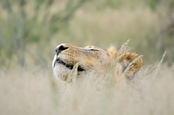 Löwenmännchen in der Kalahari — Stockfoto