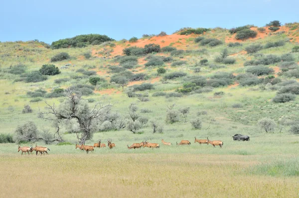 Rode hartebeest kudde — Stockfoto