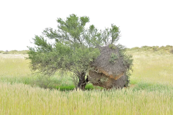 Tree with Sociable Weaver community bird nest — Stock Photo, Image