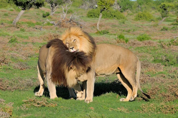 Dos leones Kalahari jugando en el Parque Nacional Elefante Addo —  Fotos de Stock