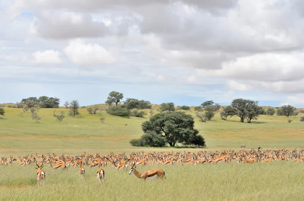 Springbok sürüsü — Stok fotoğraf