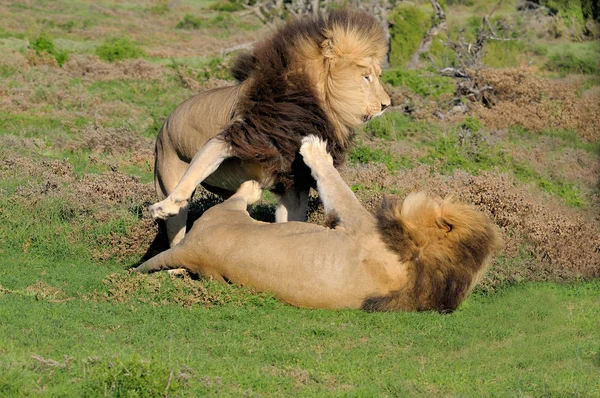 Two Kalahari lions playing in the Addo Elephant National Park — Stock Photo, Image