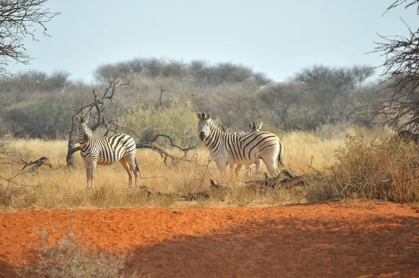 Zebre sulla sabbia rossa — Foto Stock