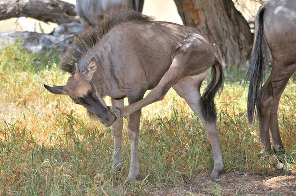 Wildebeest azul de la pantorrilla rascarse — Foto de Stock