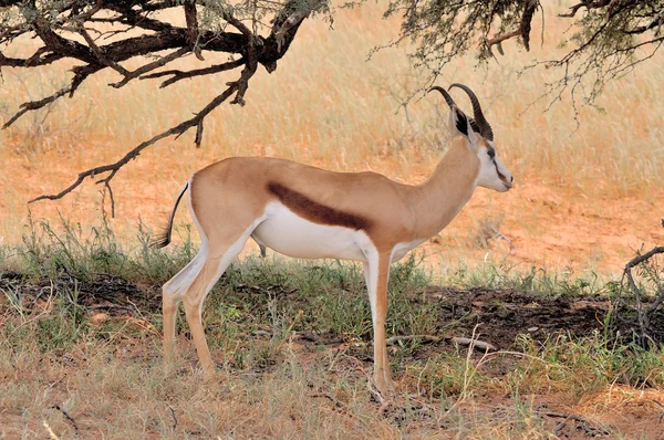 Springbok hiding under tree — Stock Photo, Image