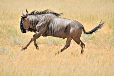 Blue Wildebeest running clipart
