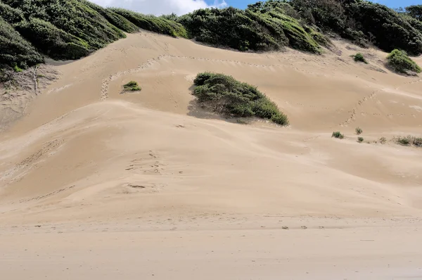 Beach dunes at East London South Africa — Stock Photo, Image