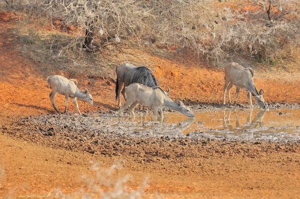 Μπλε γκνου (wildebeest) και μεγάλη αντιλόπη της Αφρικής — Φωτογραφία Αρχείου