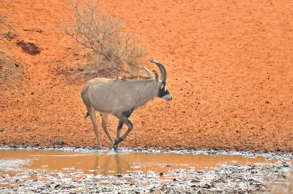 Antelope de Roan au trou d'eau — Photo
