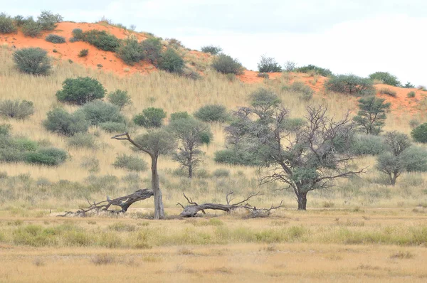Kgalagadi 나무와 모래 언덕 풍경 — 스톡 사진