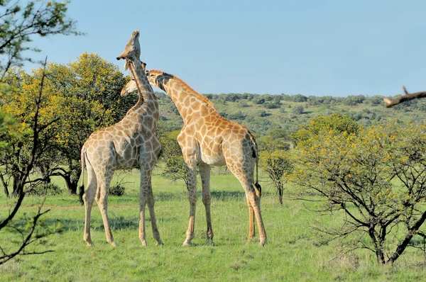 Twee insnoering giraffen — Stockfoto