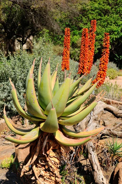 Aloe amère — Photo