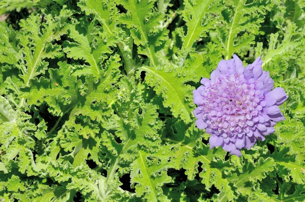 Planta y flor de ajenjo africano — Foto de Stock