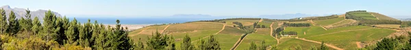 Panoramic view of vineyards near Sir Lowreys Pass — Stock Photo, Image