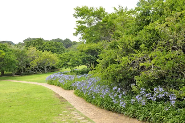 Agapanthus blüht auf einem Fußweg — Stockfoto