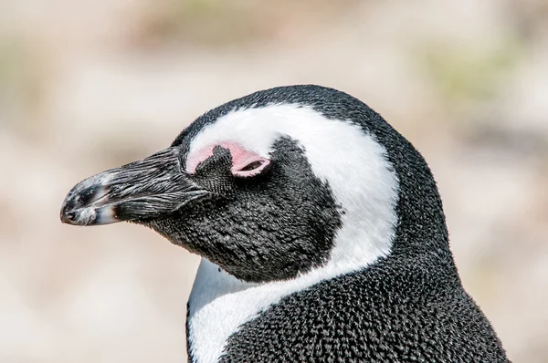 Pingüino africano, también conocido como el pingüino gilipollas o pie negro —  Fotos de Stock