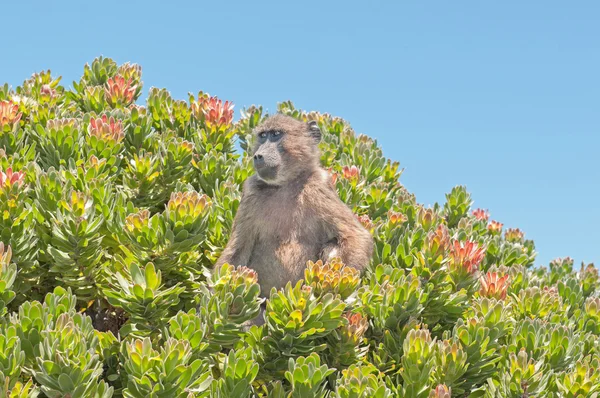 Chacma baboon in a protea shrub at Cape Point — Stock Photo, Image