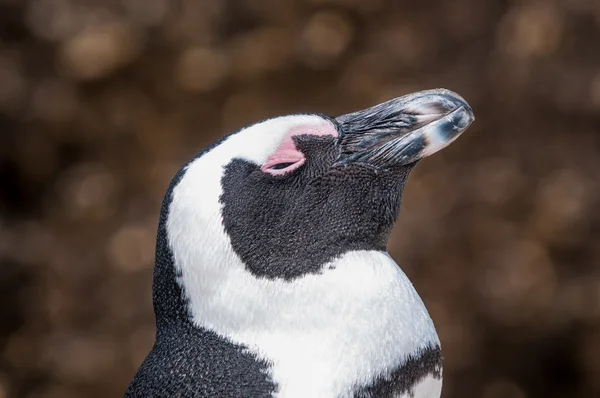 Африканский пингвин, также известный как осел пингвин или черная нога — стоковое фото