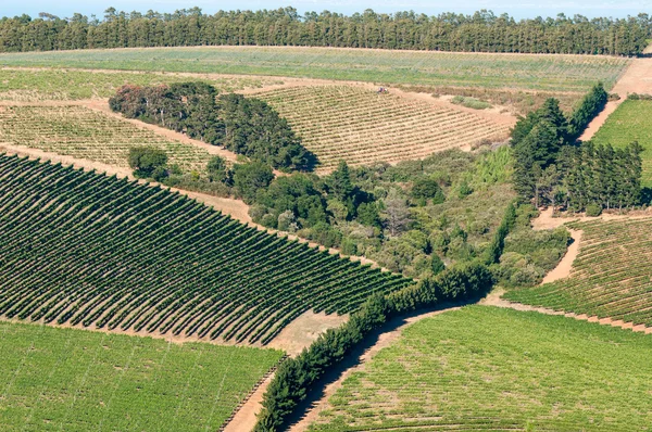 Pohled na vinice u Somerset West, Jihoafrická republika — Stock fotografie