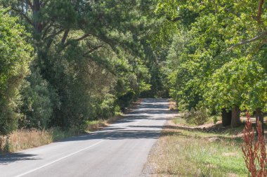 Jonkershoek doğa rezerv Stellenbosch yakınındaki giden yol