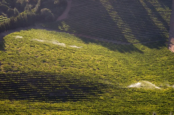 View of vineyards near Somerset West, South Africa — Stock Photo, Image