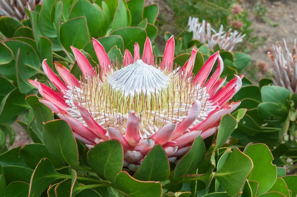 Rei protea — Fotografia de Stock