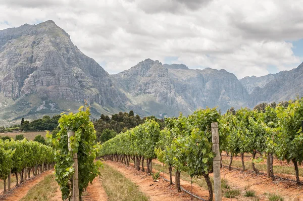 Vue sur les vignobles près de Stellenbosch Photos De Stock Libres De Droits