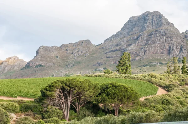 View of vineyards near Stellenbosch — Stock Photo, Image